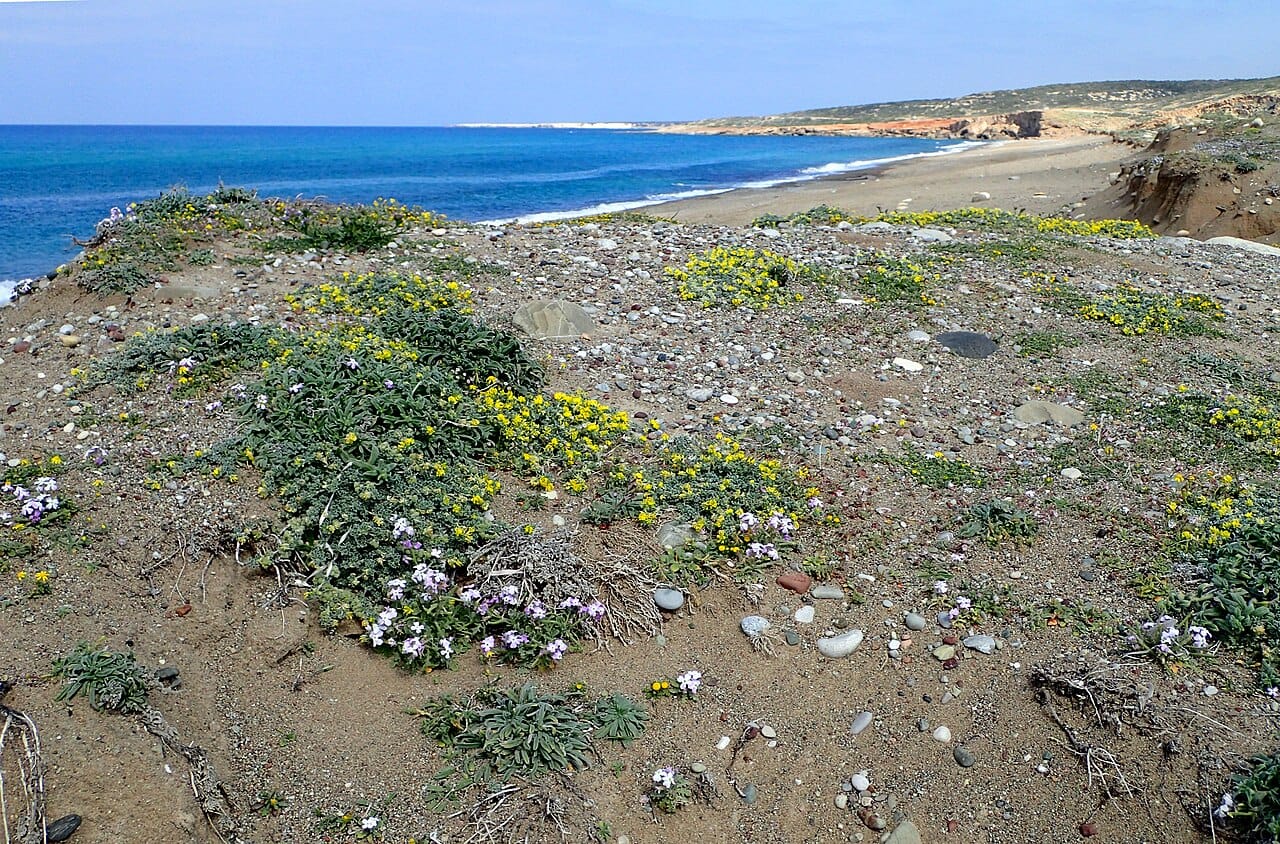 Lara Beach in Akamas Peninsula, Cyprus