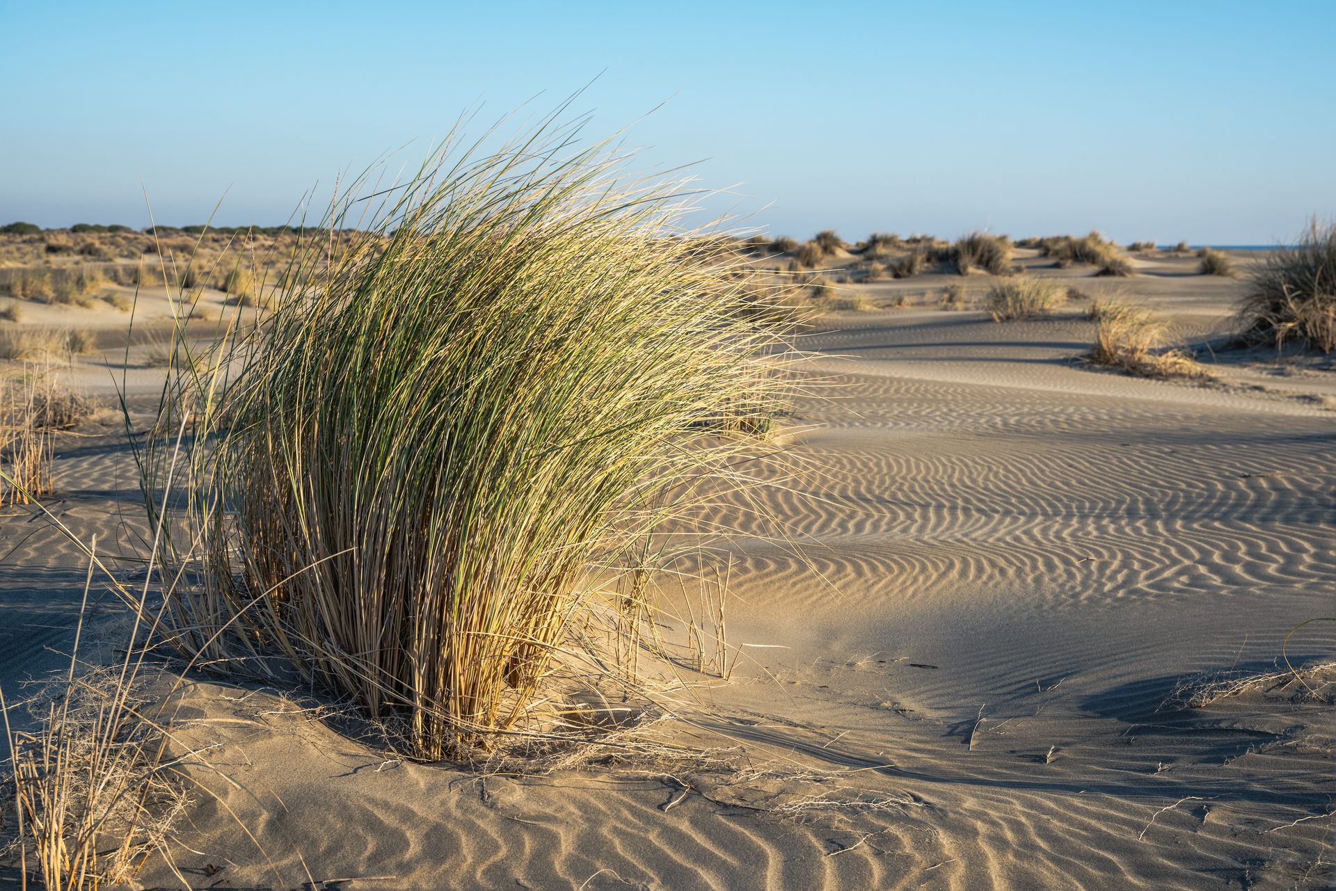 Espiguette Beach (Camargue)