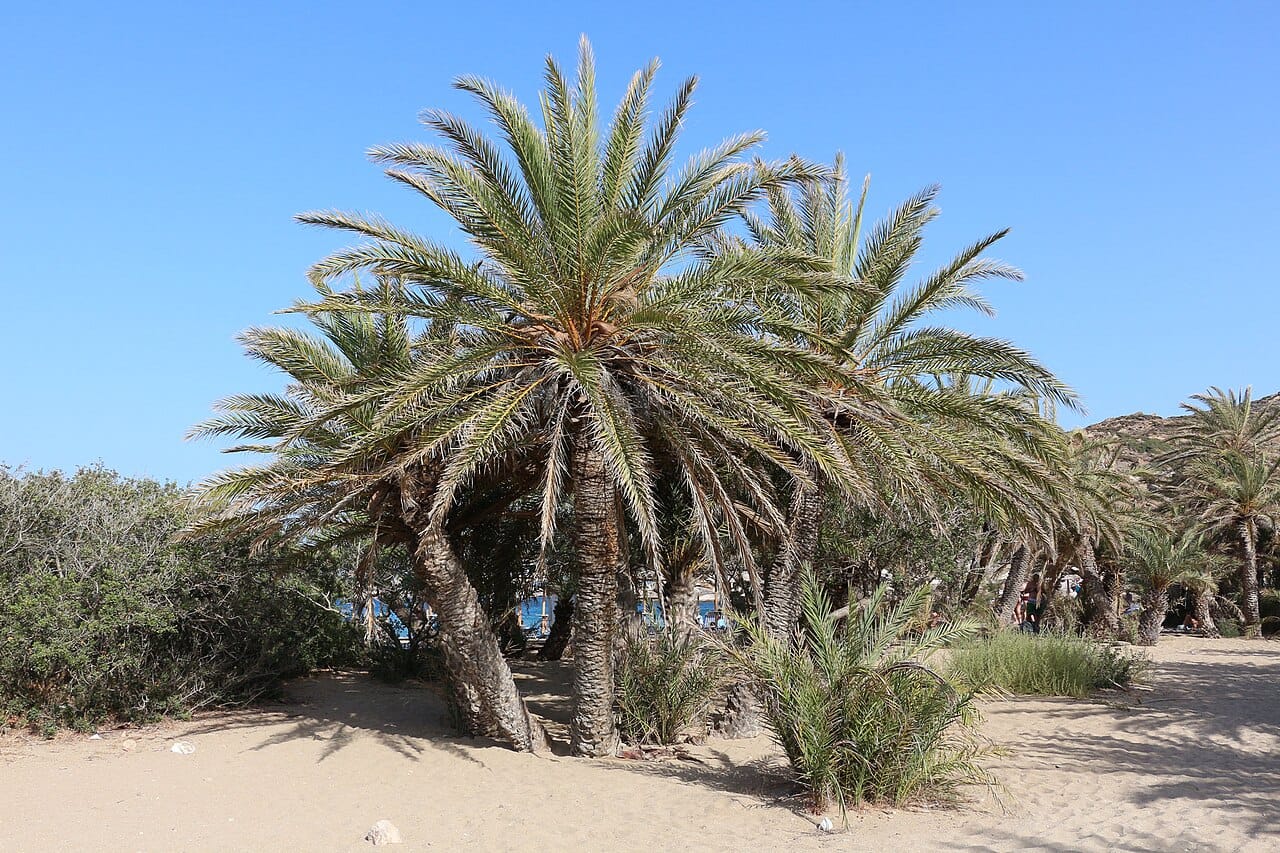 Vai Beach in Palekastro, East Crete, Greece